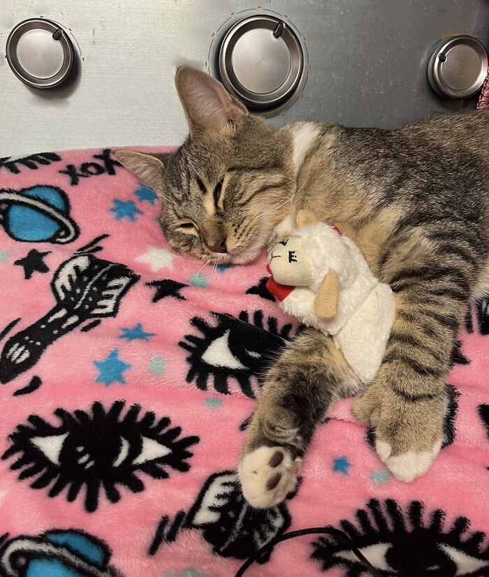 Just Adopted A Hemingway Polydactyl Kitten... Meet Hammy!