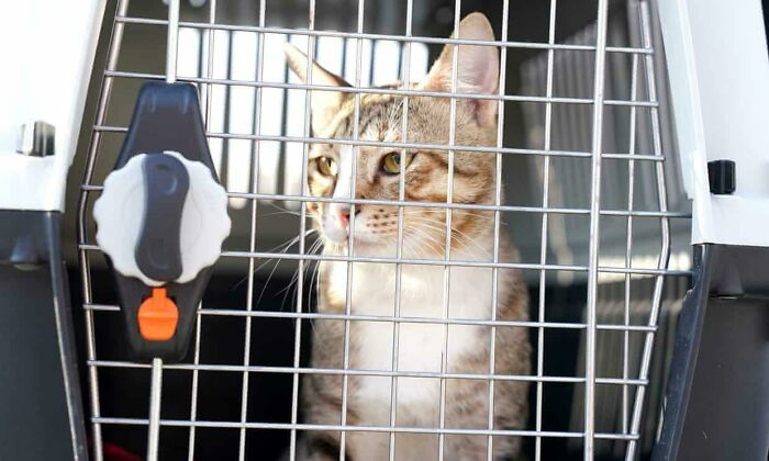 England Football Team Adopt Dave The Cat From Qatar