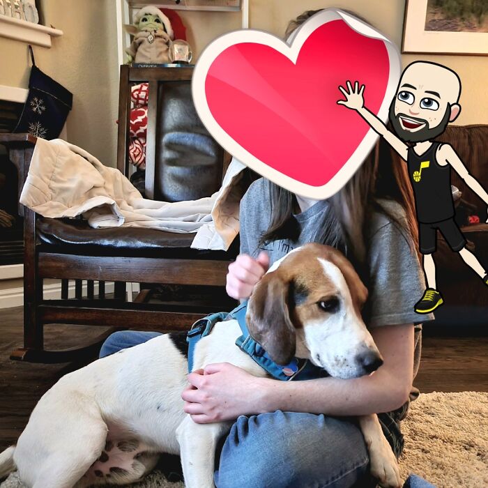 Newly Adopted American Foxhound Mix