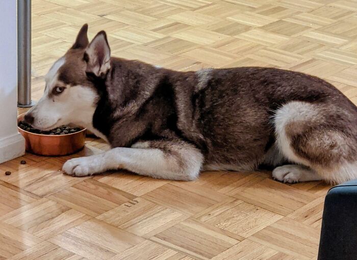 Does Anyone Else's Husky Eat In This Position?