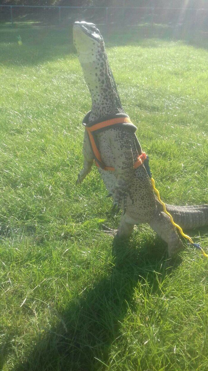 Rescue Lizards First Experience Of The Outside World, Look At That Face