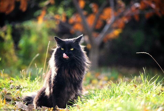 Mittens The Black Cat, Fiv+ Feral Rescue