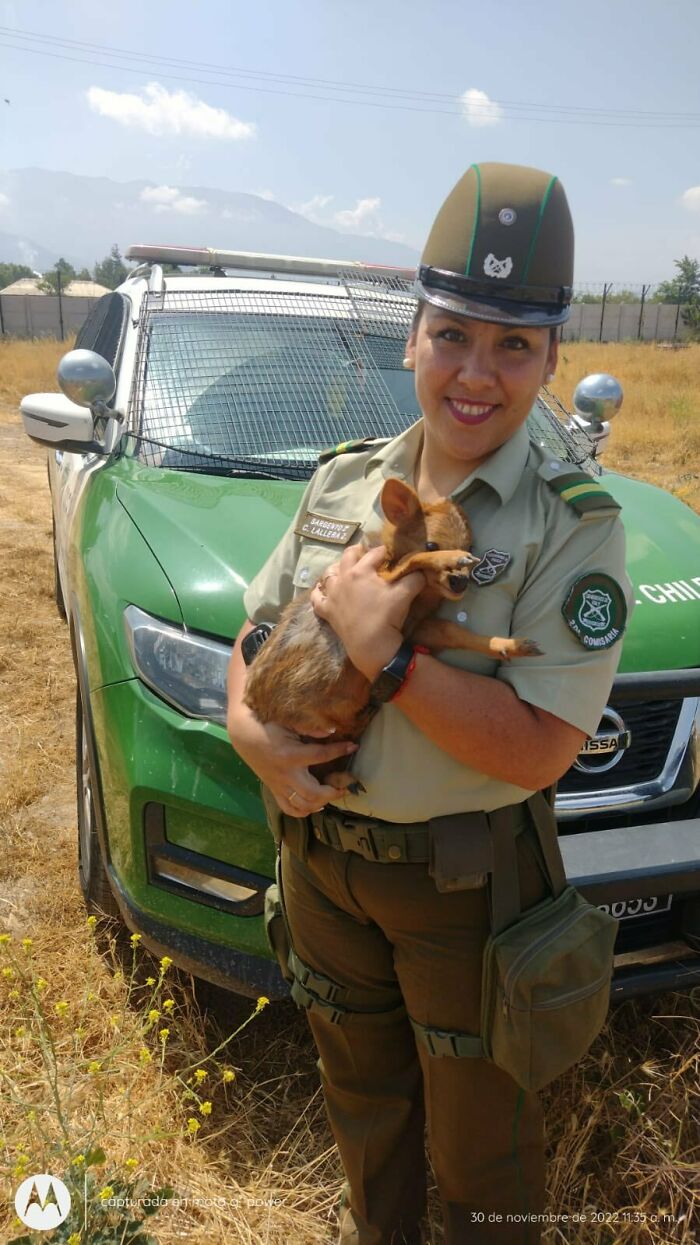 Pudu Rescued By The Chilean Police