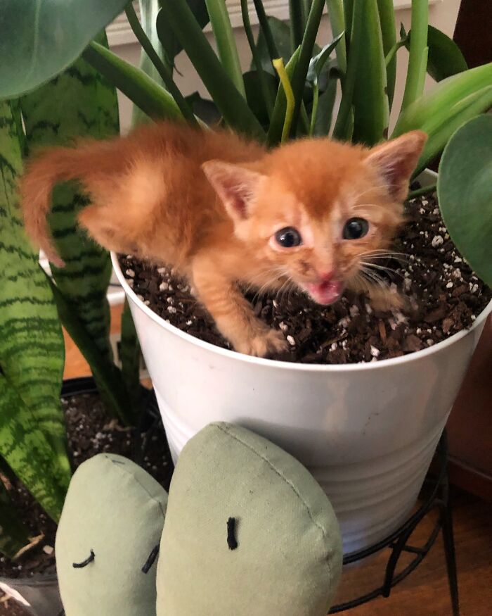 ¡Roachathy James en Safari! ¡Rescaté a este dulce gatito paralizado en Reddit. Adorad a estos bebés con necesidades especiales!