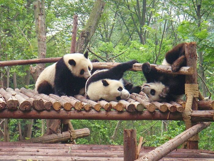 Three Pandas playing on a wooden construction 