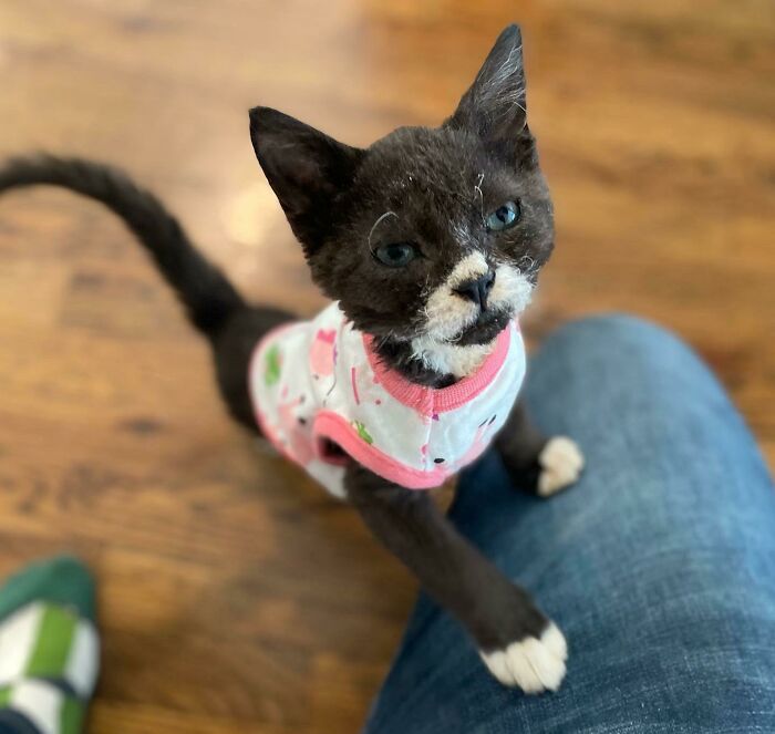 Spooky Is A Stray Selkirk Rex Kitten With Health Issues Surrendered To The Hospital Who We Are Adopting For Christmas