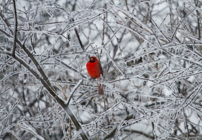 A Cardinal In Our Tree After Our Deep Freeze. Merry Christmas Eve Everyone!