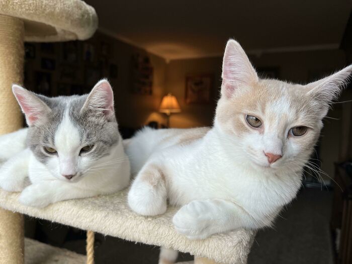 My Wife Volunteers At Our County Humane Society So We Adopted This Bonded Pair. Meet Oliver & Doug