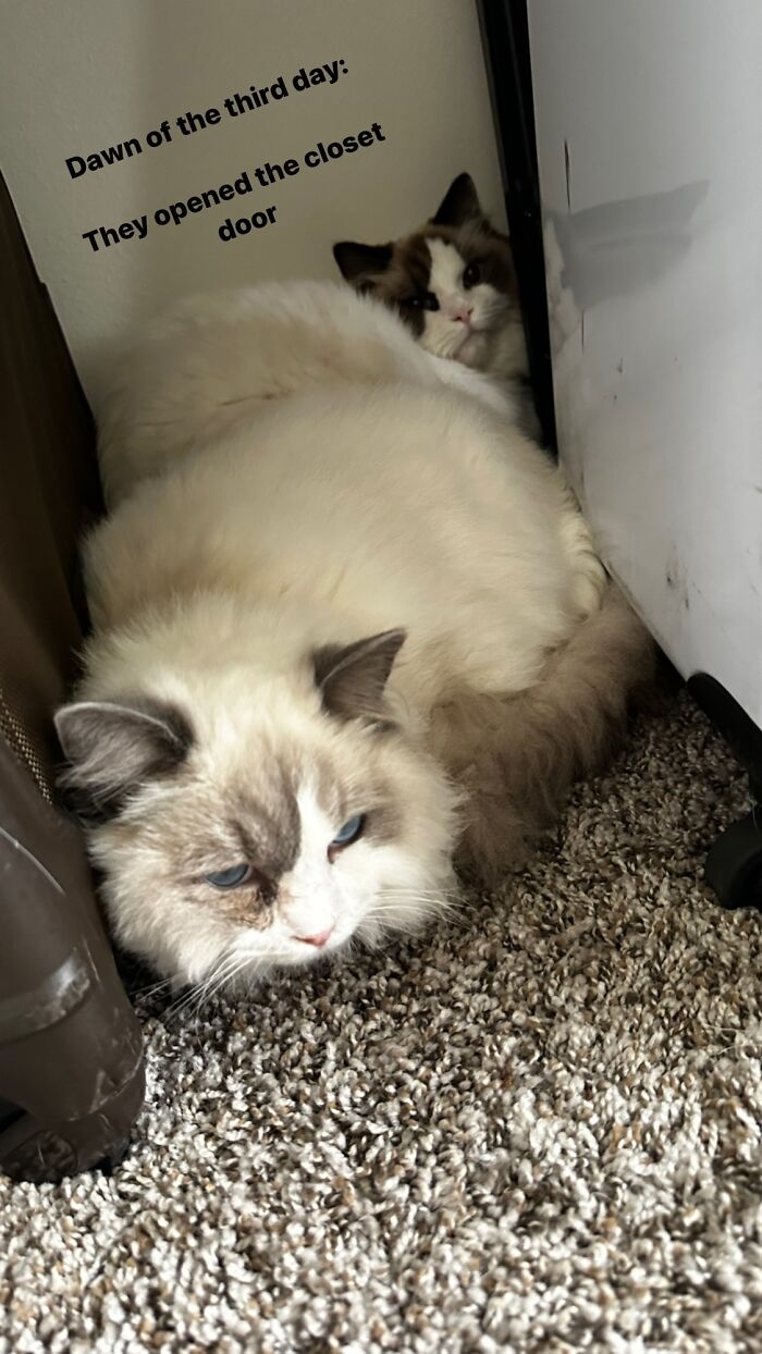 Adopted Two Kittens Wednesday Night. This Morning Found They Have Figured Out The Closet