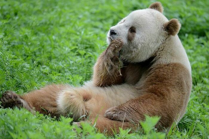 Brown and white Panda eating grass 