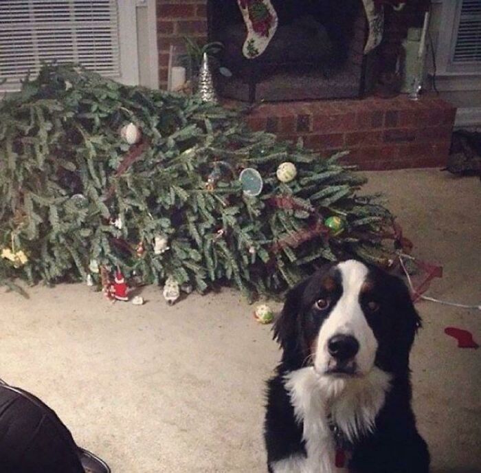 "Thank Goodness You're Home! The Christmas Tree Fainted"