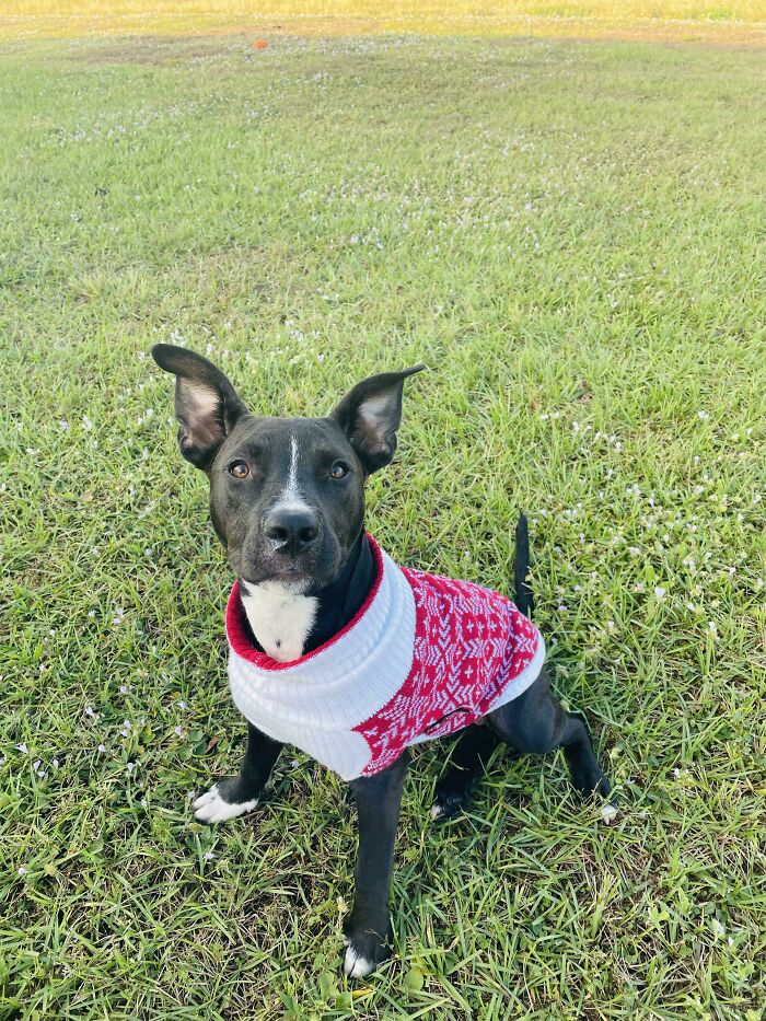 Adopted A Young Pup. Our Old Girl Passed From Cancer Earlier This Year And This Little One Has Been Such A Joy In Our Lives