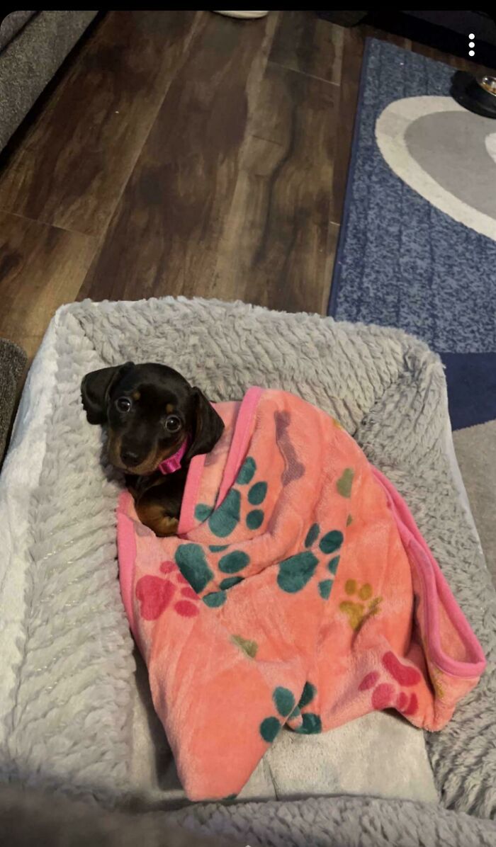 This Pup Is Cozied Up And Ready For Her First Night Home After Being Adopted!