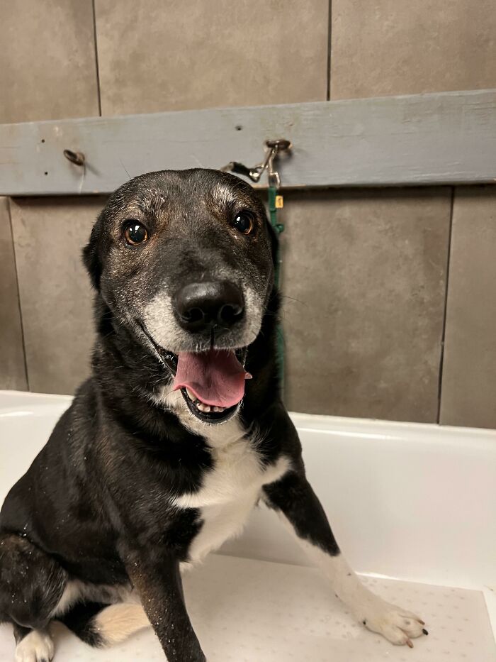 This Senior Rescue Came In For A Bath Before Being Transported To His New Home. I Hope It’s The Best One, Bud!