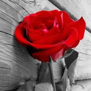 victoriahodgdon avatar