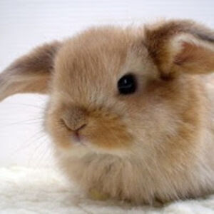 sabrinalawson avatar