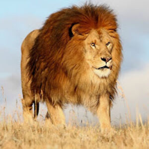 alexgreentown avatar