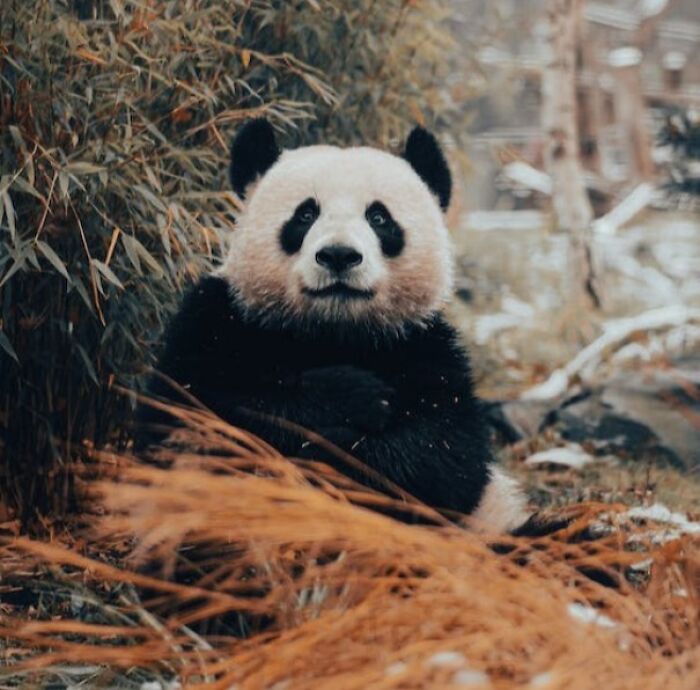 Panda sitting near tall grass 