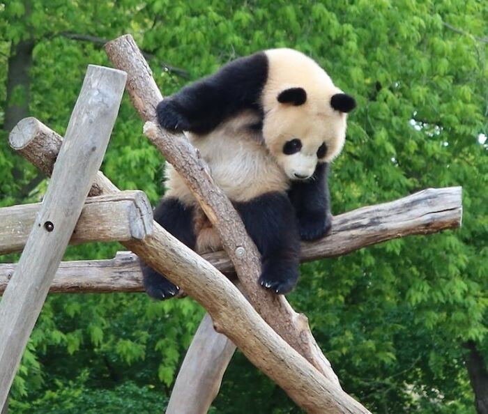 Panda on top of a wooden structure 