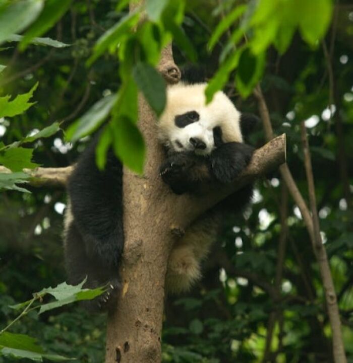 Panda sitting in a tree 