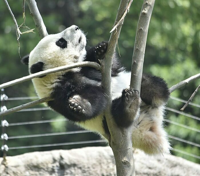Baby Panda in a tree 