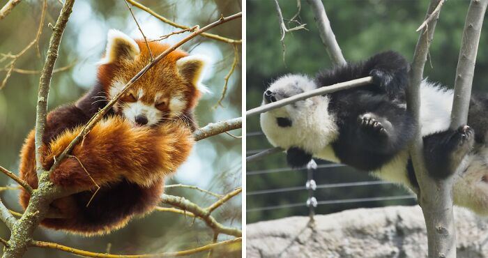 Red Panda and Panda chilling in a tree 