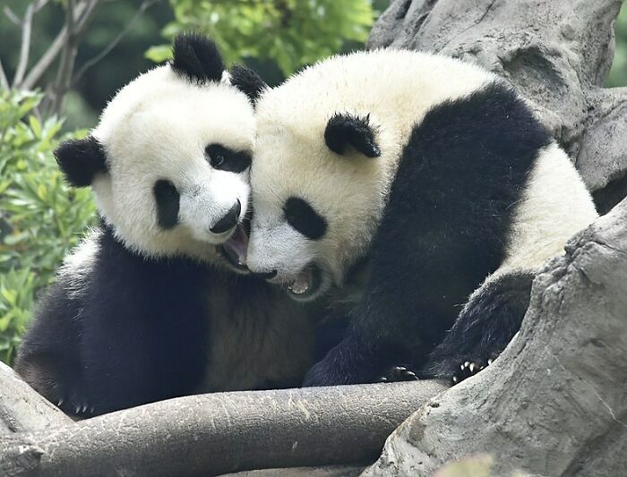 Two Pandas playing in a tree 