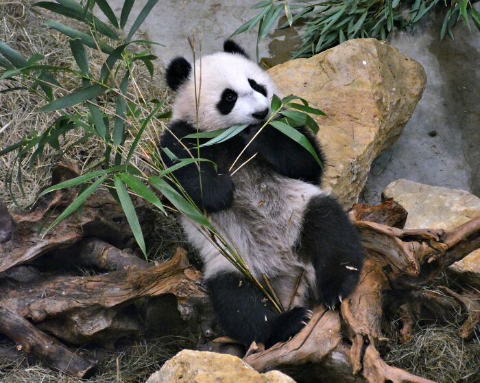 Panda laying on rocks and eating tree leaves 