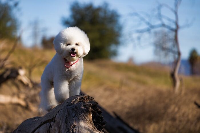 Bichon Frise standing on the piece of wood 
