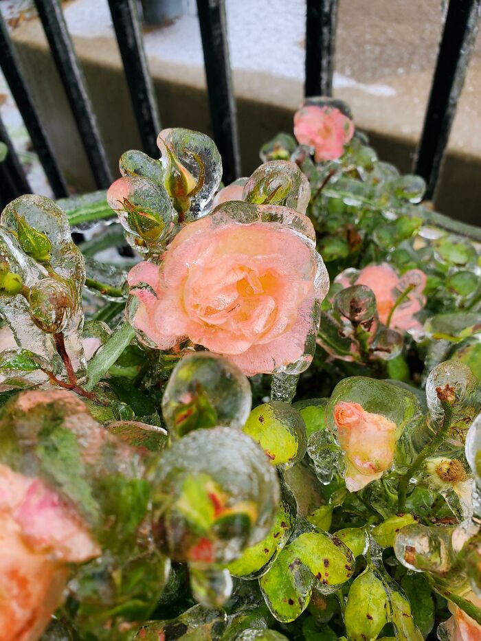 Una tormenta congeló las rosas que estaban floreciendo 