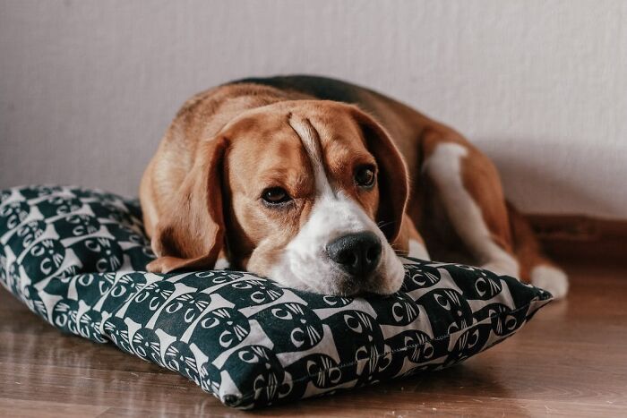 Beagle lying on the pillow 