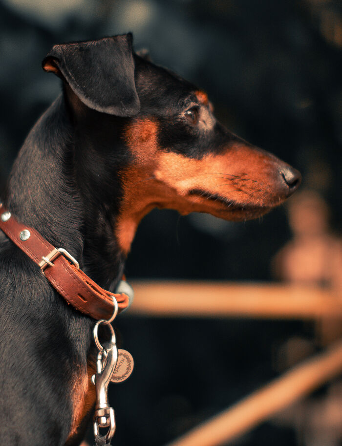 Manchester Terrier wearing brown leash 