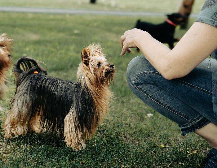 Person training Silky Terrier