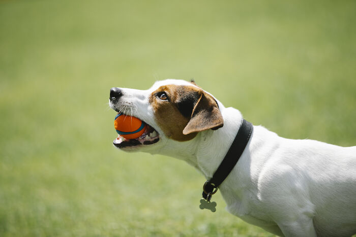Toy Fox Terrier holding an orange ball 