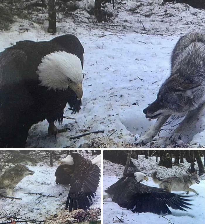 Bald Eagle Vs. Coyote, Caught On Trail Cam