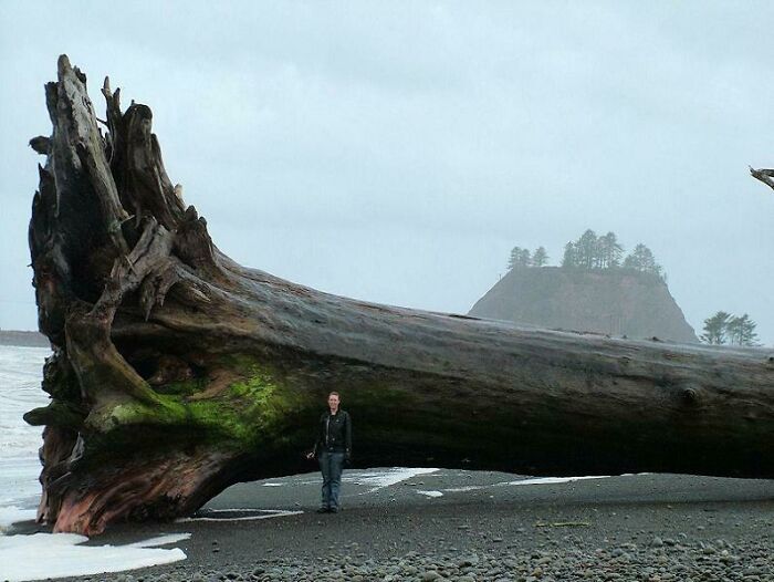 The Largest Piece Of Driftwood Is An Entire Tree