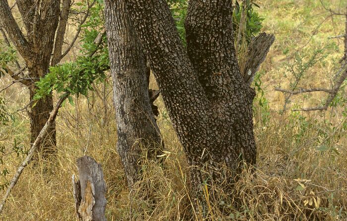 El camuflaje de este leopardo 