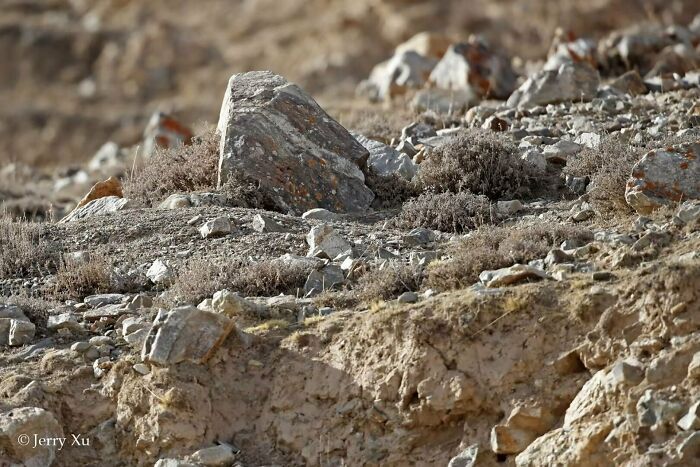 Find The Cheerful Pallas Cat (Photo By Jerry Xu)