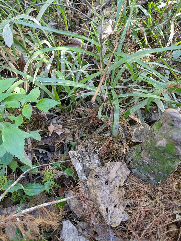 Tiny Snake Peeking At Me!