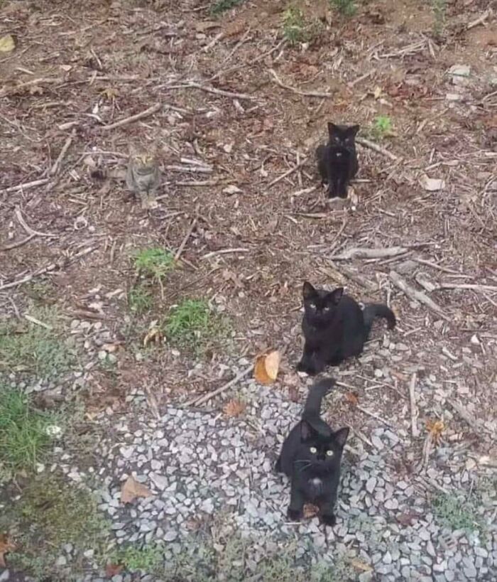 4 gatitos en el bosque
