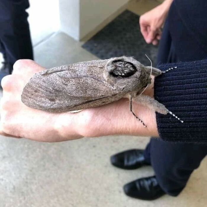 There’s A Moth Bigger Than Your Hand, With A Wingspan Of 1 Foot. A Few Have Been Sighted In The UK