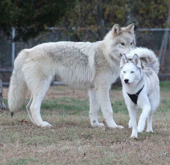 Wolf Compared To A Husky. Didn’t Learn Until Recently How Massive Wolves Are, Pretty Sure About 3x Bigger Than The Average Husky