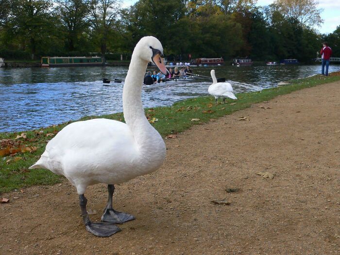 The Size Of This Swan 