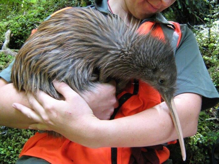 Just Incase Anybody Wanted To Know How Big Kiwis Are