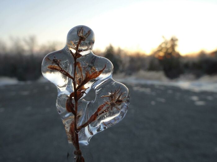 This Flower Encased In Ice, After A Freezing-Rain Storm