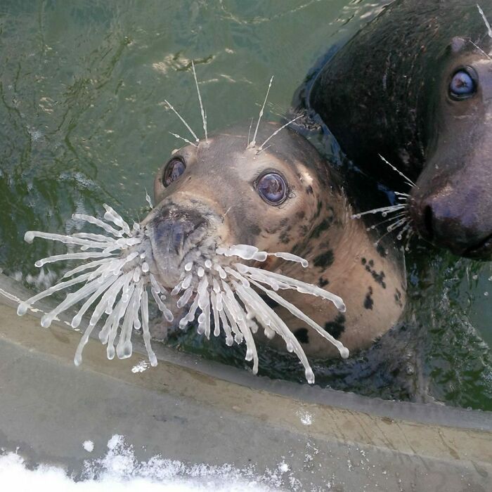 La foca Ania está confundida por lo que les ha pasado a sus bigotes (ahora mismo, en Polonia hace -10°C/14°F)