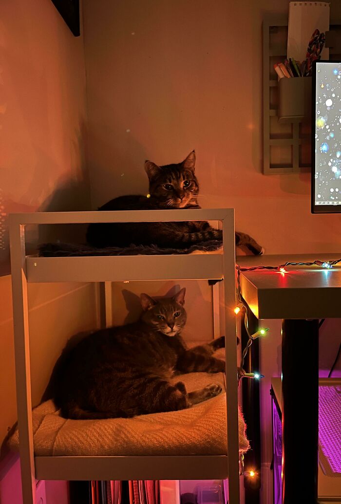 Turned My Nissafors Utility Cart Into A Cat Bunk Bed To Keep The Cats Off Of My Desk While I Work