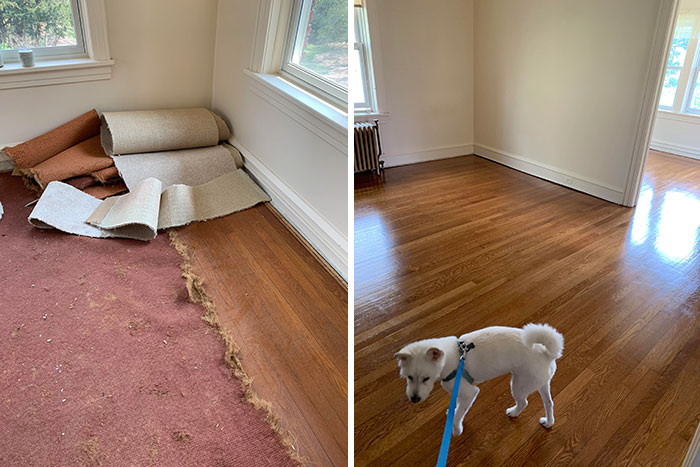 Carpet Gone, Oak Floors Refinished In New House, Bonus Dog