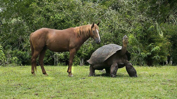 The Size Of A Galápagos Giant Tortoise Compared To A Horse