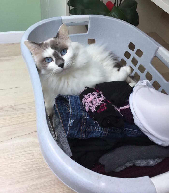 Cat inside the laundry basket
